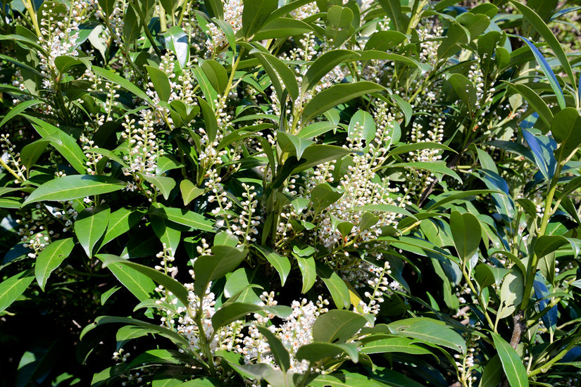 Laurierkers - Prunus laurocerasus 'Genolia'
