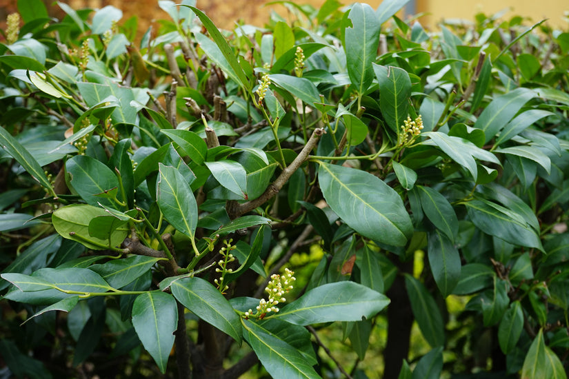 Laurier - Prunus laurocerasus 'Zabeliana'