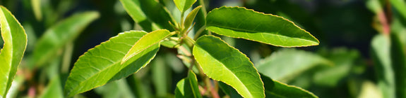 Detail Prunus lusitanica