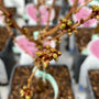 Japanse Sierkers - Prunus nipponica 'brillant'