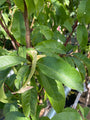 Blad Nectarine - Prunus persica nucipersica 'Madame Blanchet'