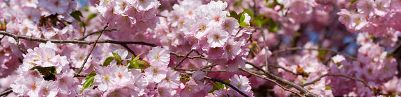 Japanse sierkers - Prunus sargentii 'Charles Sargent' bloei