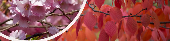 Japanse sierkers - Prunus sargentii 'Charles Sargent'