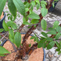 Blad Tibetaanse sierkers - Prunus serrula