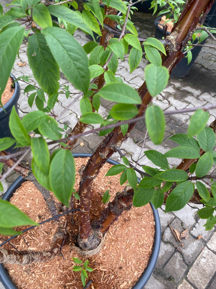 Blad Tibetaanse sierkers - Prunus serrula