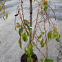 Japanse sierkers - Prunus 'kiku-shidare-zakura' (foto November)