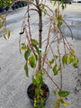 Japanse sierkers - Prunus 'kiku-shidare-zakura' (foto November)
