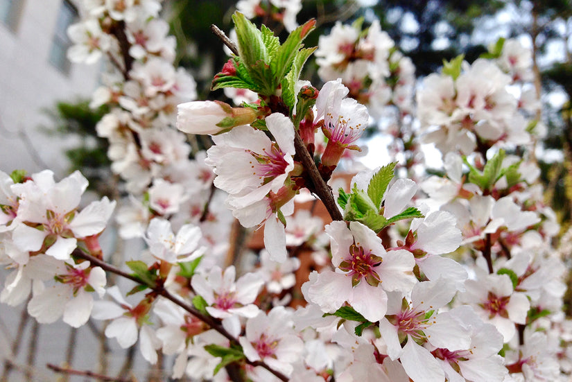 Nanking kers - Prunus tomentosa in bloei