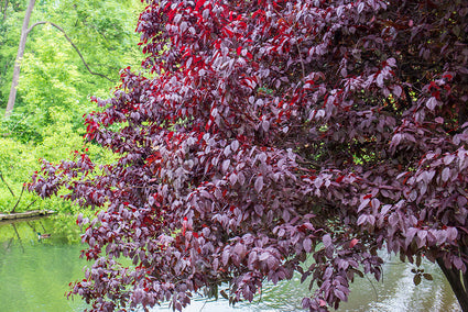 Kleine vogelkers - Prunus virginiana 'Canada Red'