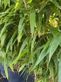 Bamboe Pseudosasa Japonica, Metake Bamboe
