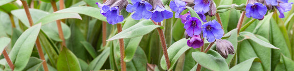 Longkruid - Pulmonaria angustifolia 'Blue Ensign'