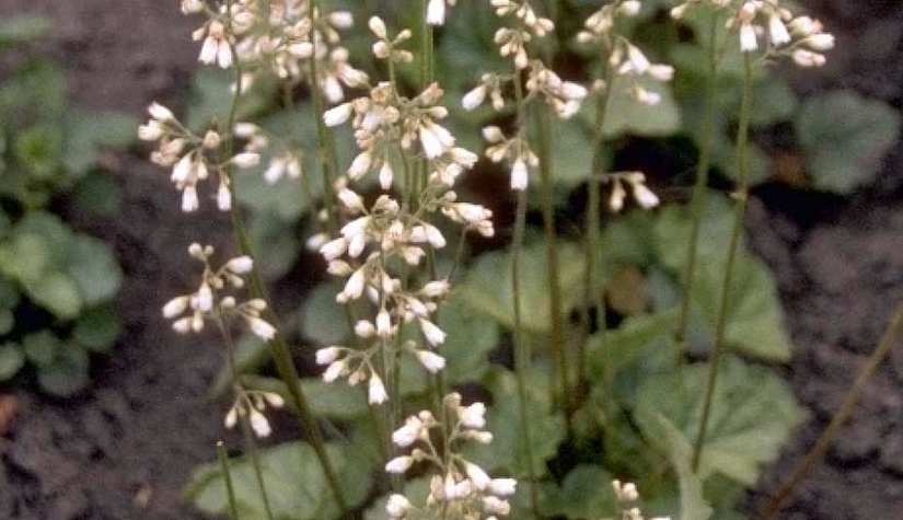 Purperklokje - Heuchera 'Pruhoniciana Alba'