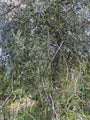 Wilgbladige peer - Pyrus Salicifolia 'Pendula' Treurboom