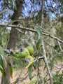 Peer van de Pyrus Salicifolia 'Pendula'