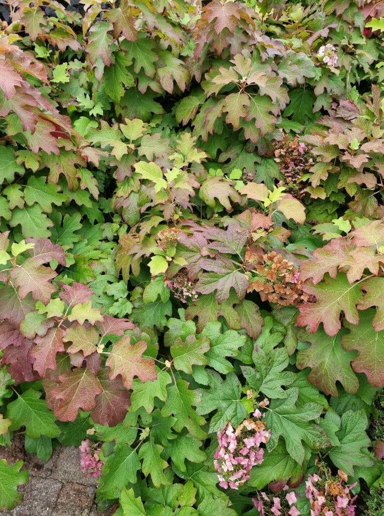Quercifolia met verkleurd blad.jpg