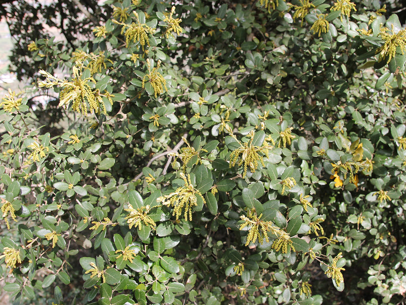 Steeneik haag - Quercus ilex in bloei