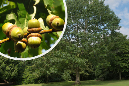 Amerikaanse eik - Quercus rubra boom