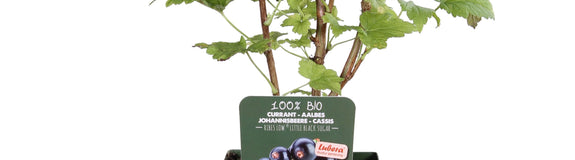 Ribes nigrum lowberry 'Little Black Sugar'