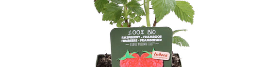 Herfstframboos - Rubus idaeus 'Autumn First'