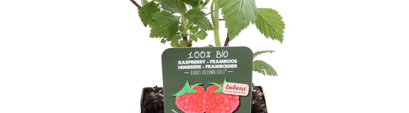 Herfstframboos - Rubus idaeus 'Autumn First'