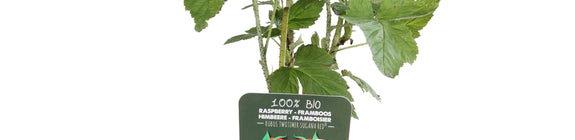 Rubus idaeus 'Twotimer Sugana Red' - Twotimer framboos