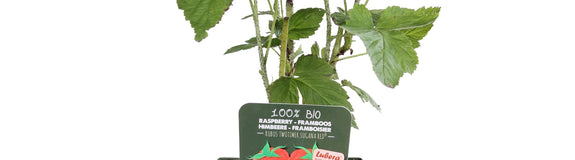Rubus idaeus 'Twotimer Sugana Red' - Twotimer framboos