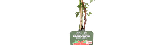 Rubus idaeus 'Sanibelle' - Zomerframboos