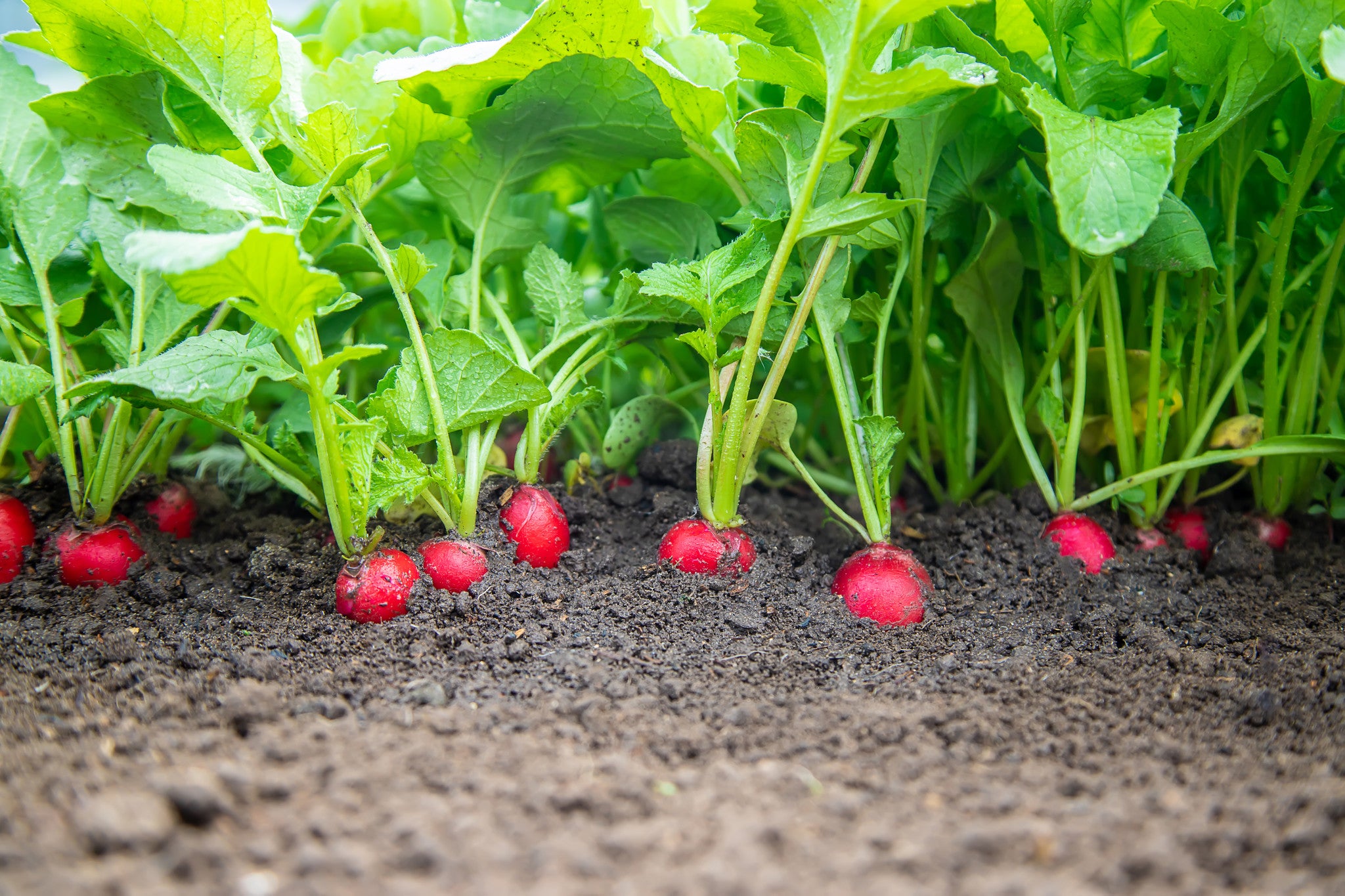 Red radishes growing partly above the soil