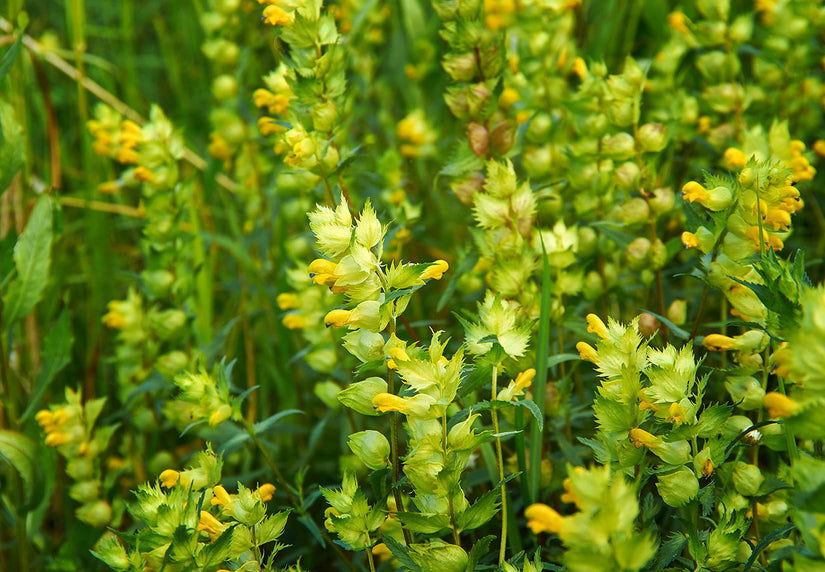 Grote ratelaar - Rhinanthus angustifolius