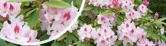 Rhododendron 'Albert Schweitzer' in bloei