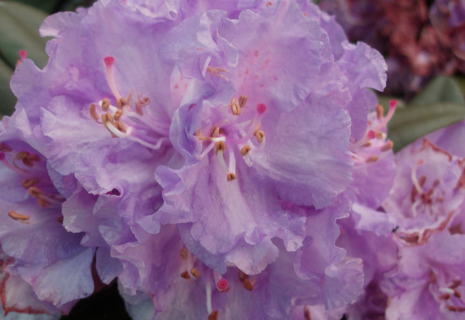 Paarse Rododendron - Struik Rhododendron 'Alfred' kopen