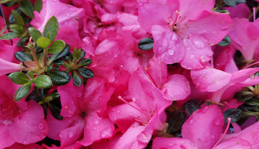 Bloei Japanse azalea - Rhododendron 'Anouk'