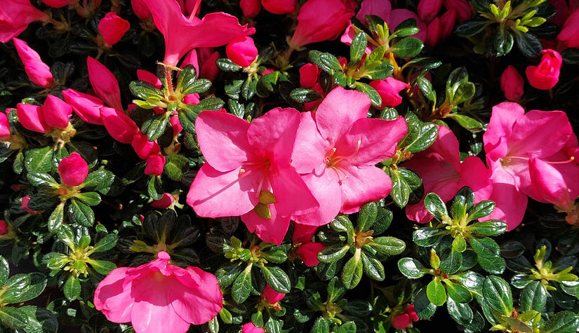 Rhododendron-Anouk.jpeg