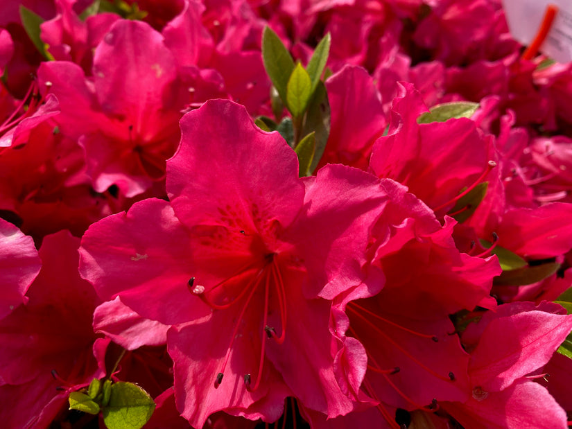 Japanse azalea - Rhododendron 'Arabesk' bloei