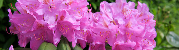 Rhododendron-Catawbiense-Grandiflora.jpeg