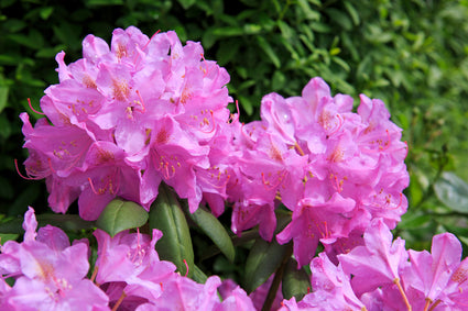 Rhododendron-Catawbiense-Grandiflora.jpeg