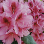 Rhododendron 'Chevalier Félix de Sauvage'