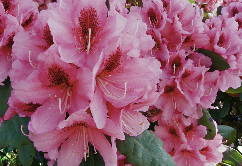 Rhododendron 'Chevalier Félix de Sauvage'