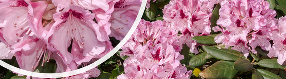 Rhododendron 'Cosmopolitan' in bloei