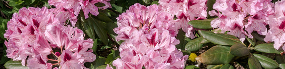 Heester Rhododendron 'Cosmopolitan'
