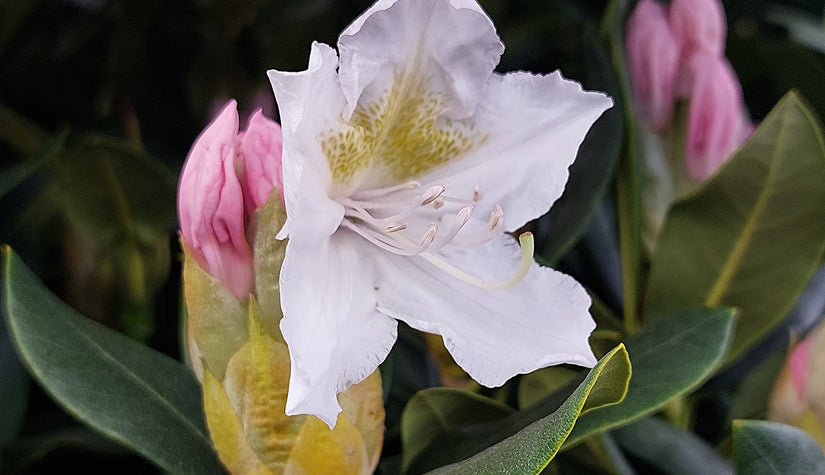 Bloem Rhododendron 'Cunningham's White'