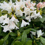 Rhododendron 'Cunningham's White' in bloei