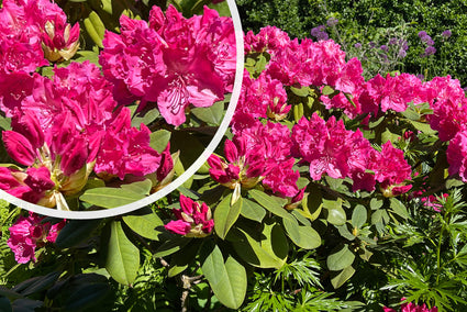 Rhododendron 'Germania' in bloei