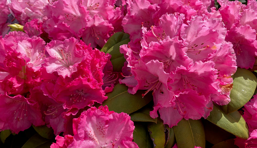 Rododendron - Rhododendron 'Germania'