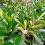 Rhododendron 'Goldflimmer' bont blad