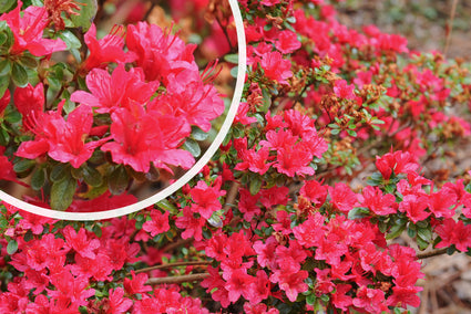 Rhododendron 'Hino-crimson' in bloei