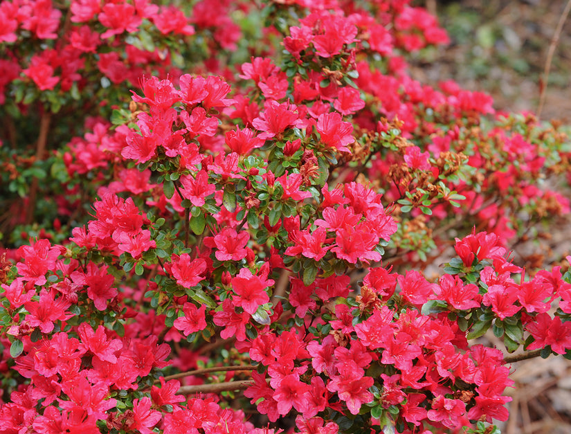 Rhododendron 'Hino-crimson'