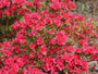 Rhododendron 'Hino-crimson'