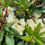 Rhododendron 'Horizon Monarch' Compacte struik