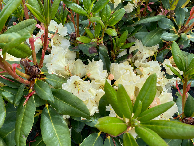 Rhododendron 'Horizon Monarch' Compacte struik